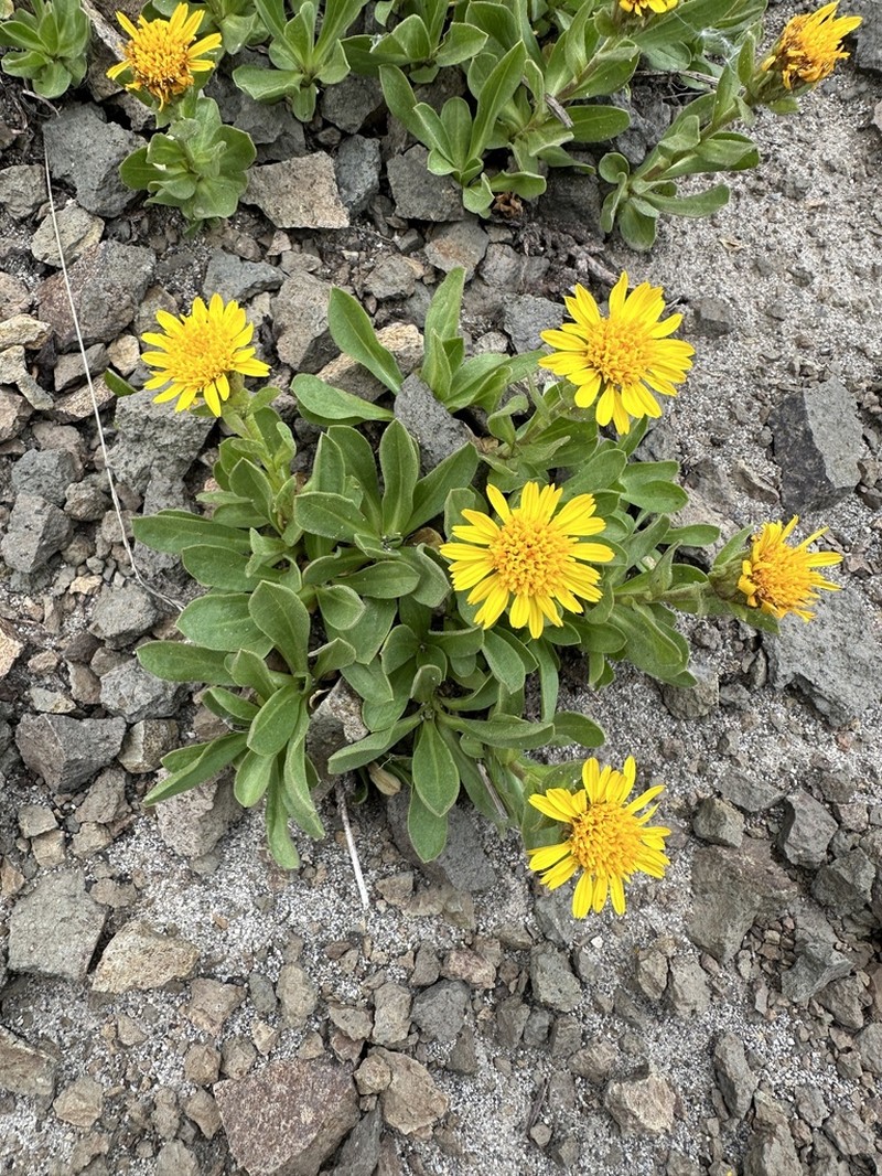 Lyall's Goldenweed photo 7