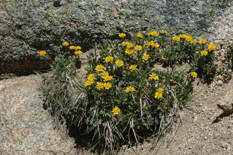 Lyall's Goldenweed photo 8