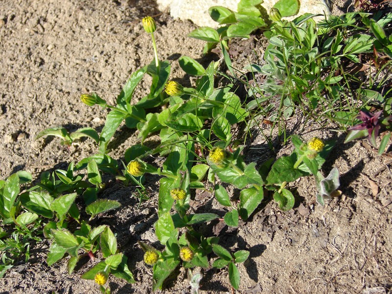 Lyall's Goldenweed