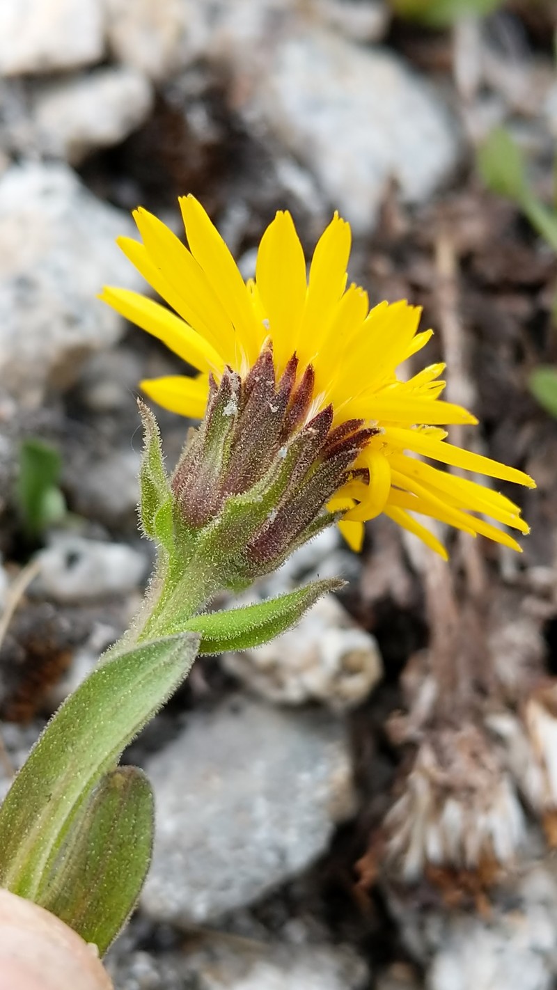 Lyall's Goldenweed photo 2