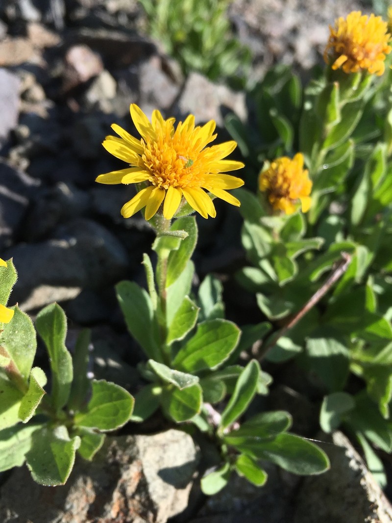 Lyall's Goldenweed photo 3