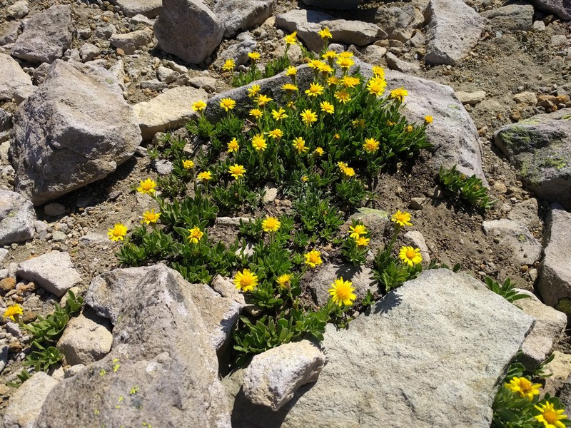 Lyall's Goldenweed photo 4