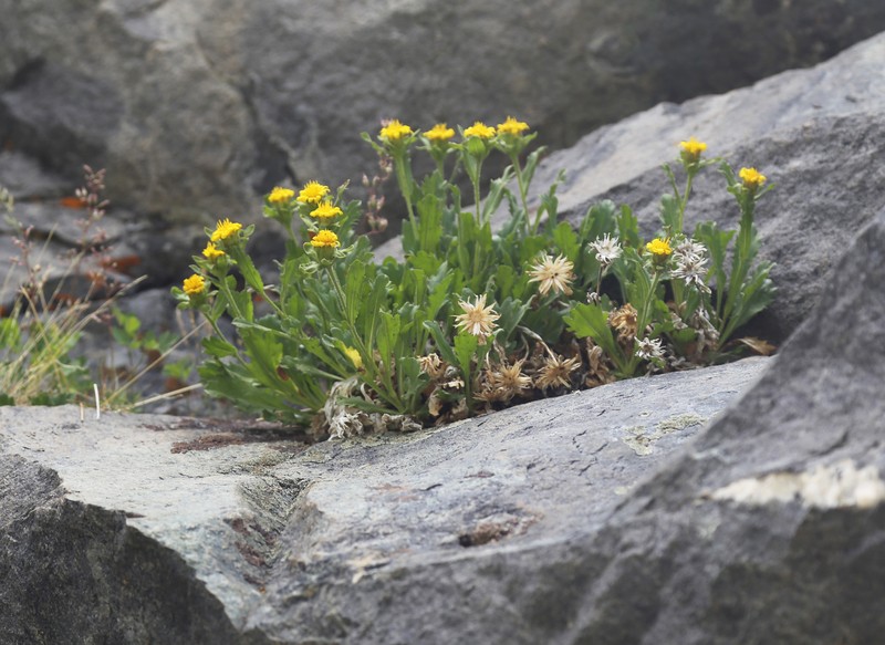 Peirson's Serpentweed photo 4