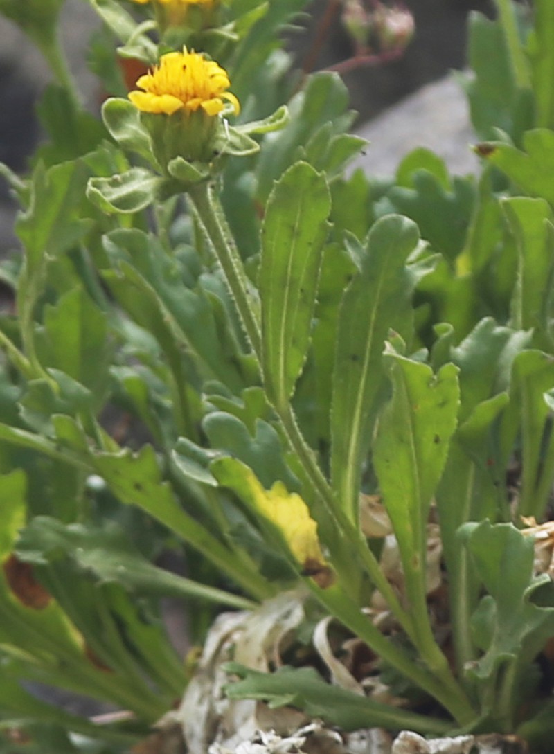 Peirson's Serpentweed photo 5