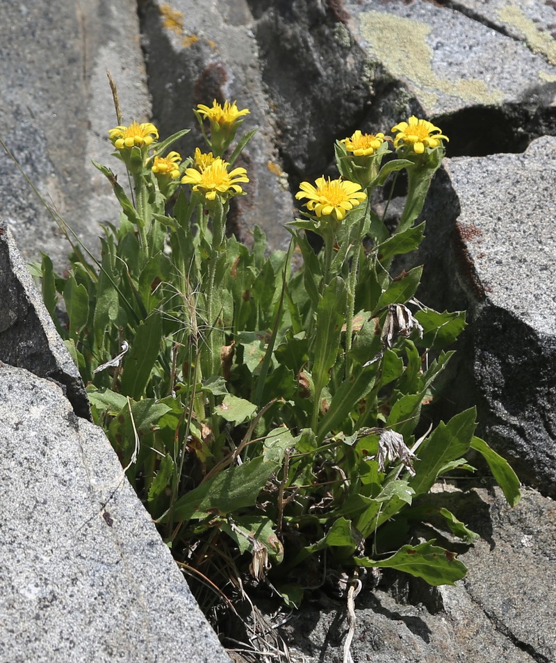 Peirson's Serpentweed