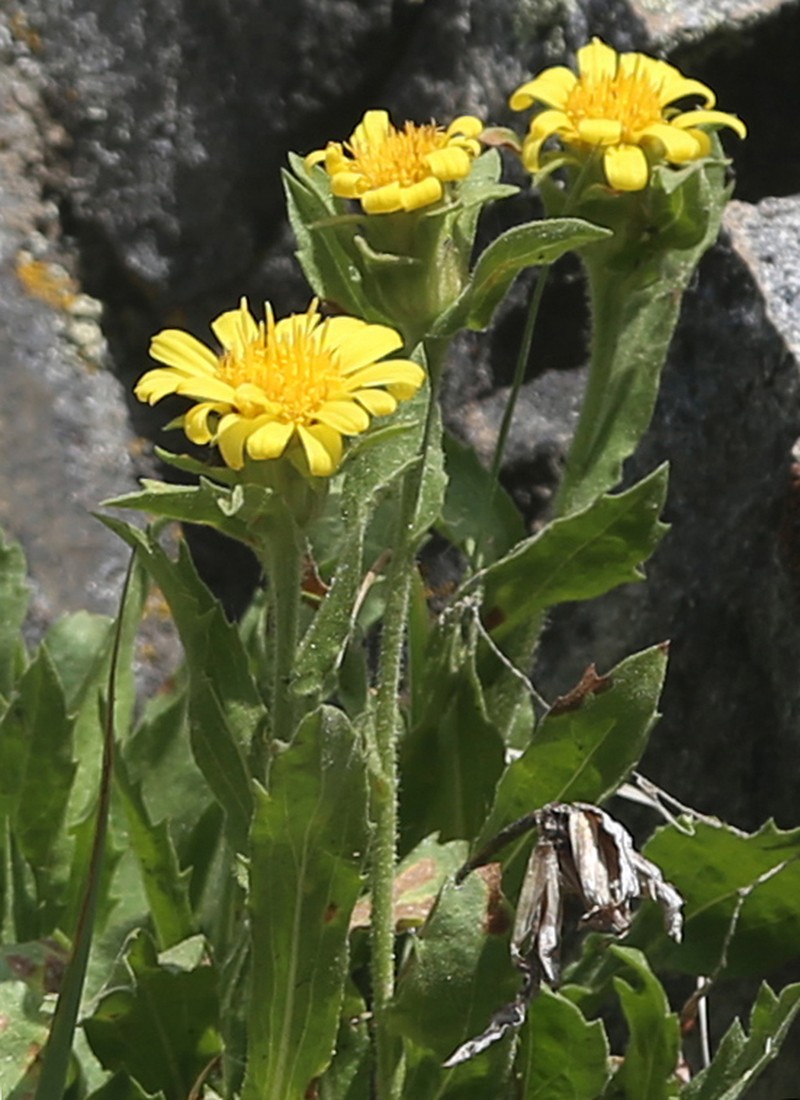 Peirson's Serpentweed photo 2