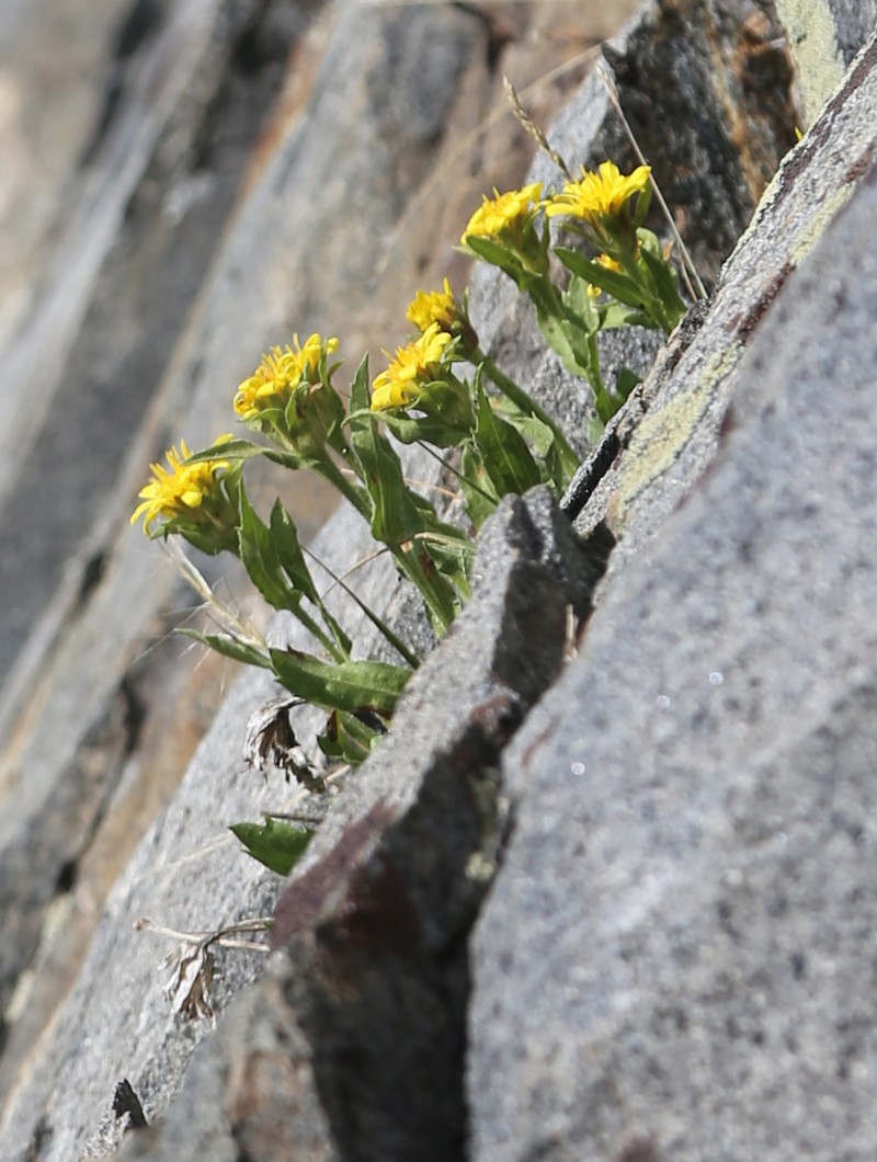 Peirson's Serpentweed photo 3