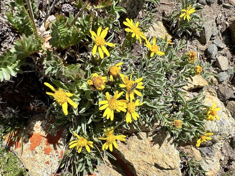 Pygmy Goldenweed photo 3