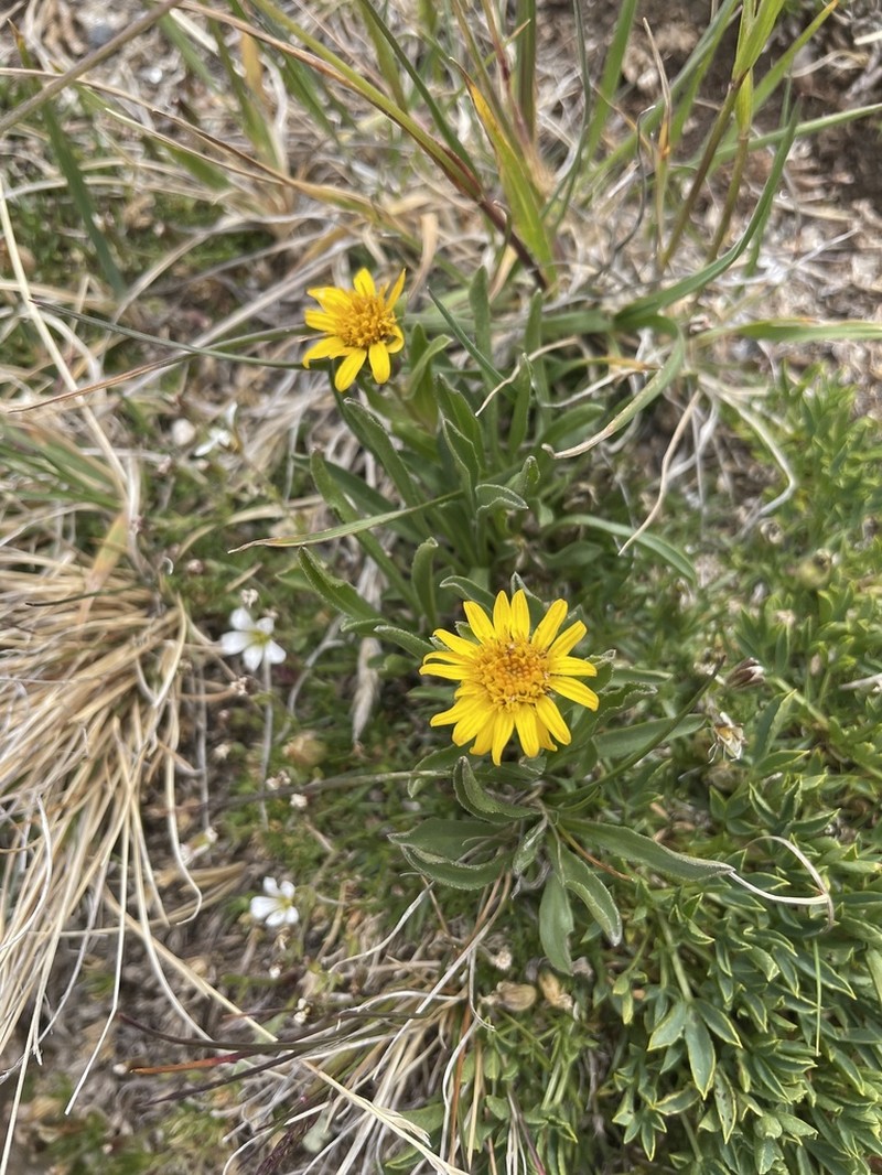Pygmy Goldenweed photo 4