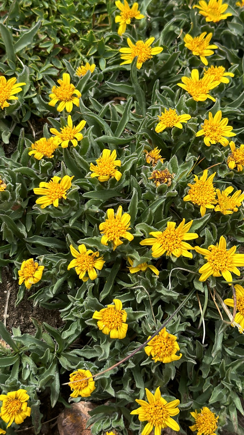 Pygmy Goldenweed photo 6