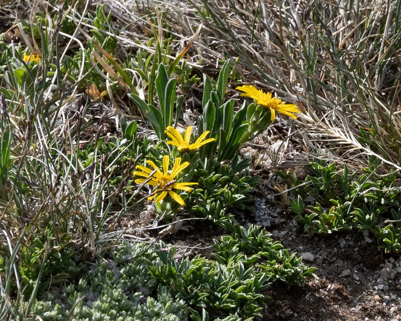 Pygmy Goldenweed photo 7