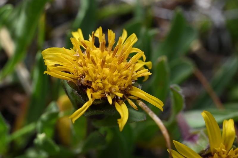 Pygmy Goldenweed photo 8