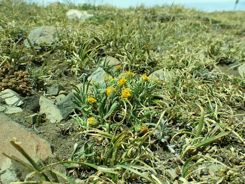 Pygmy Goldenweed photo 2