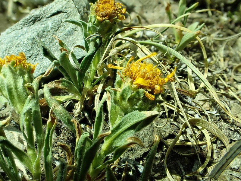 Pygmy Goldenweed photo 3