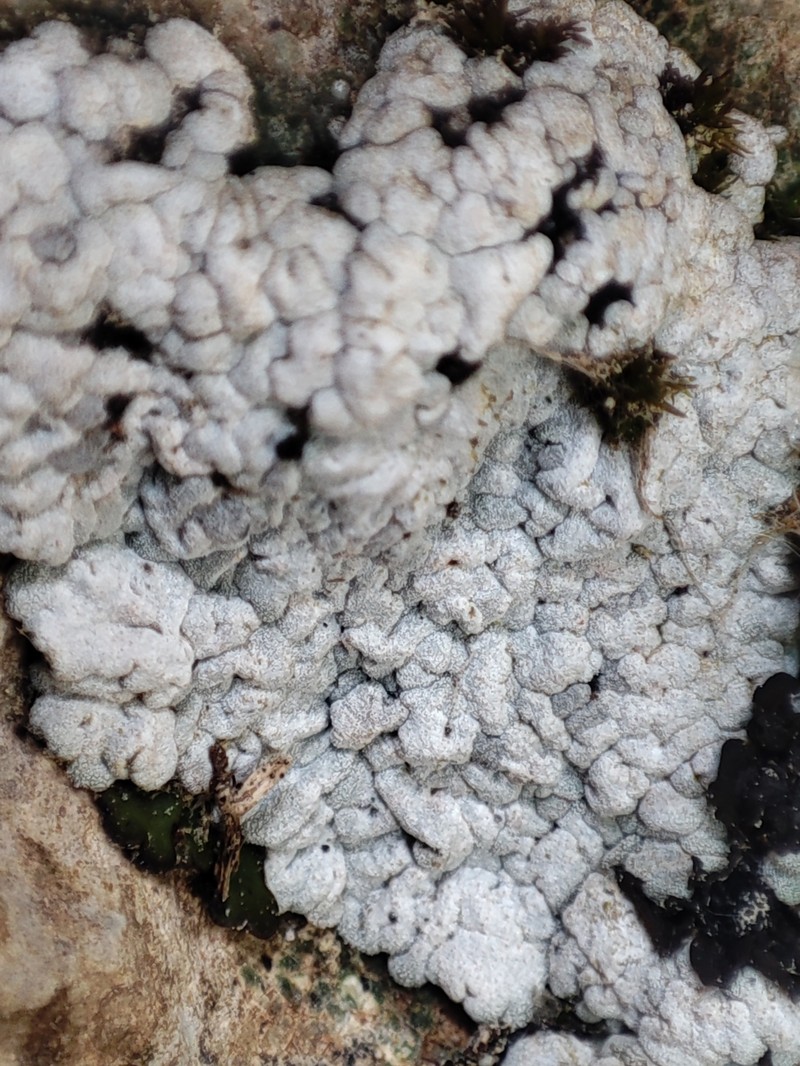 Bruised Lichen