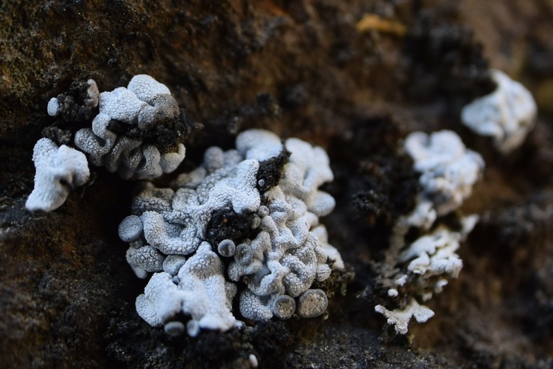 Bruised Lichen photo 2