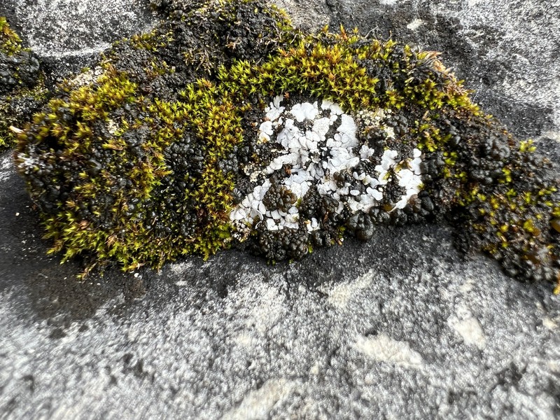 Bruised Lichen photo 4