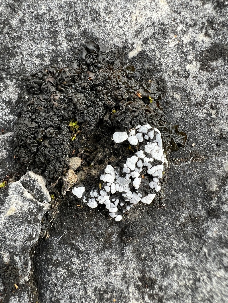 Bruised Lichen photo 5