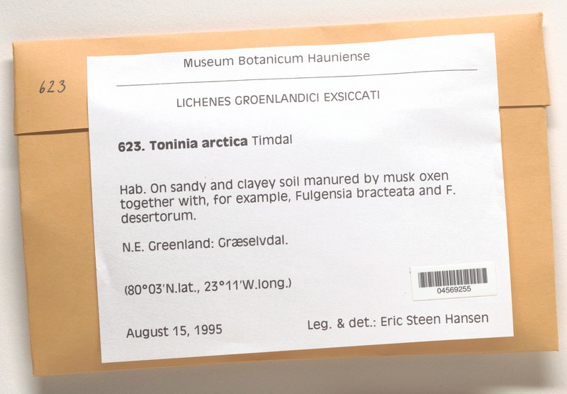 Toninia arctica photo 3