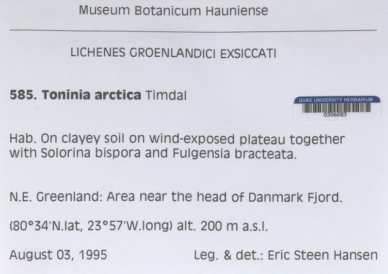 Toninia arctica photo 4