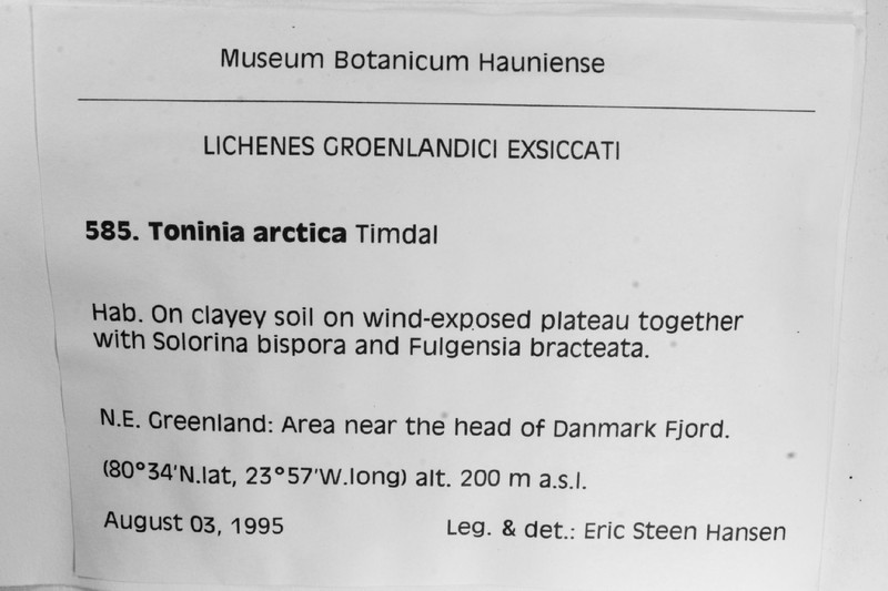 Toninia arctica photo 5