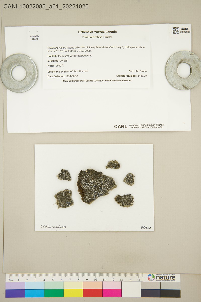 Toninia arctica photo 6