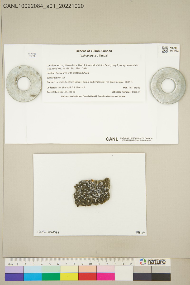 Toninia arctica photo 7