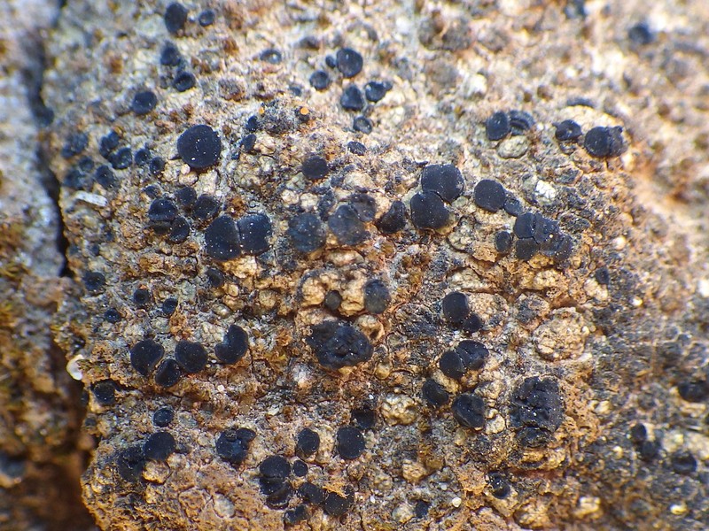 Aromatic Bruised Lichen