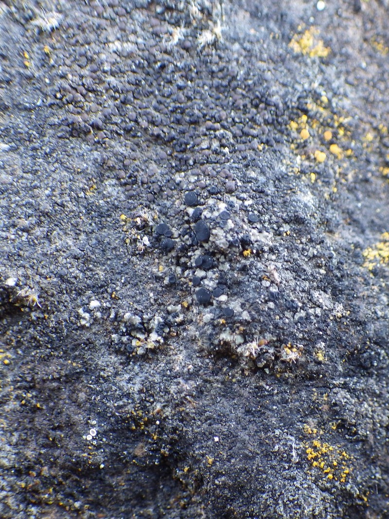 Aromatic Bruised Lichen photo 2
