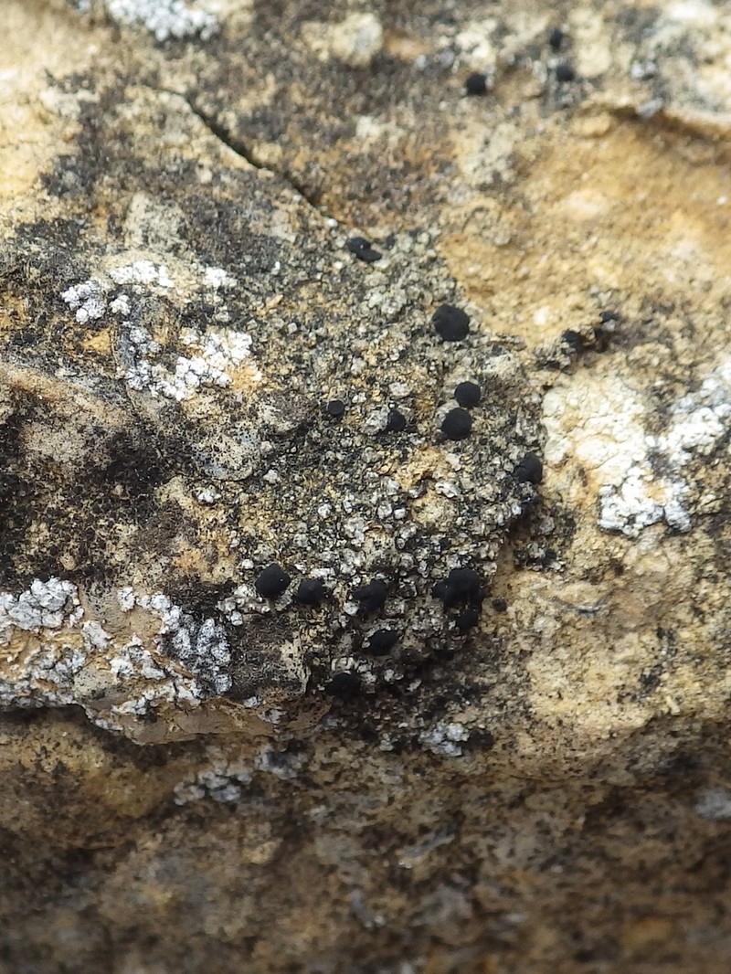 Aromatic Bruised Lichen photo 3