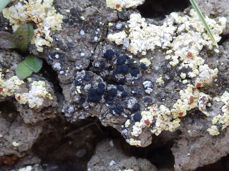 Aromatic Bruised Lichen photo 4