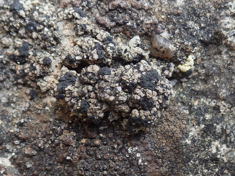 Aromatic Bruised Lichen photo 5