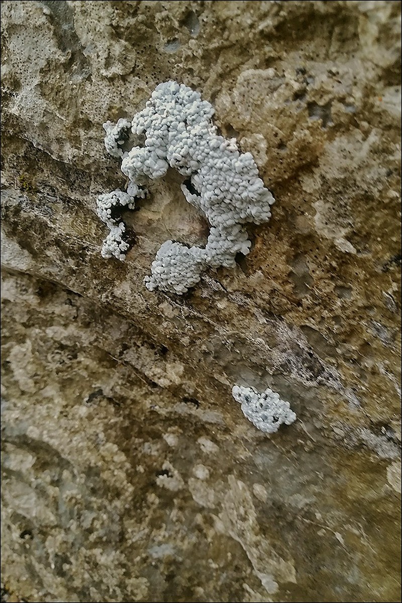 Bruised Lichen
