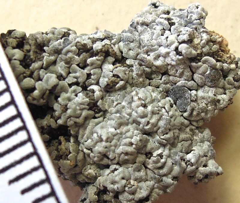 Bruised Lichen photo 3