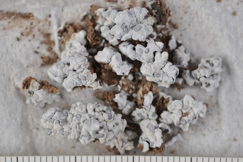 Bruised Lichen photo 4