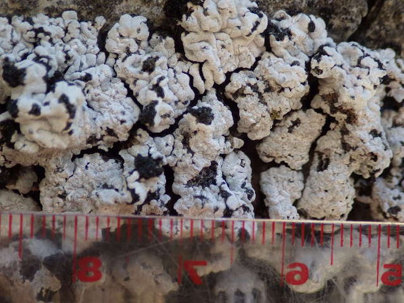 Bruised Lichen photo 5