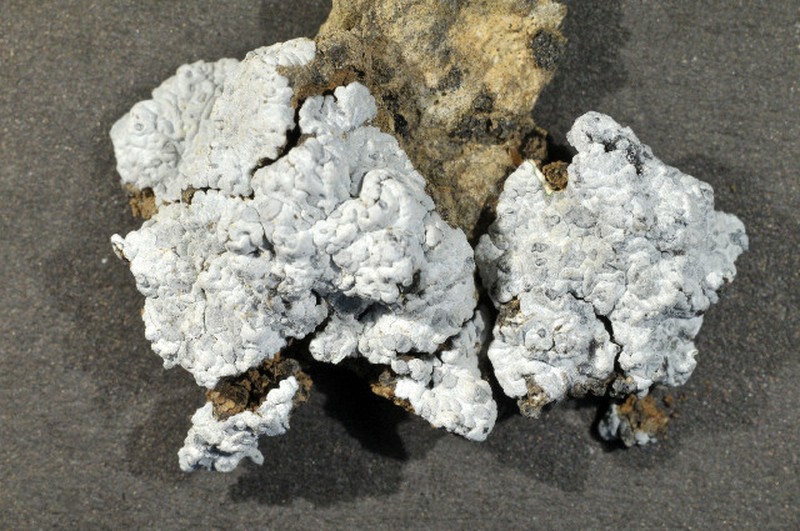 Bruised Lichen photo 6