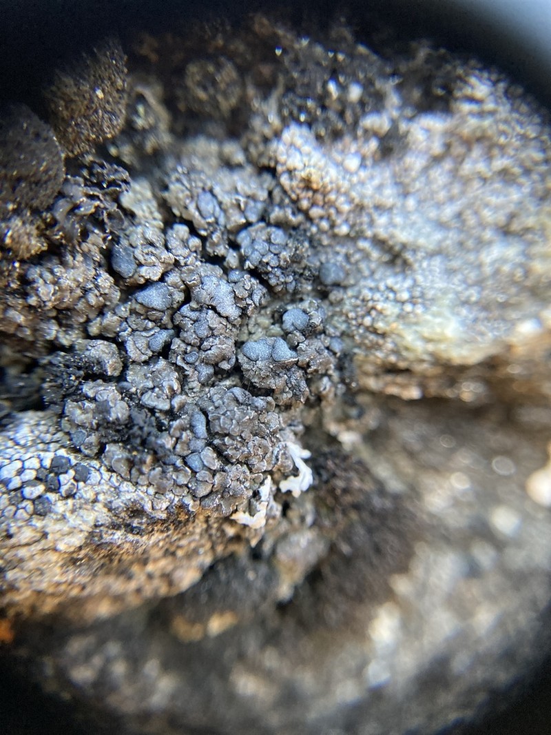 Bruised Lichen