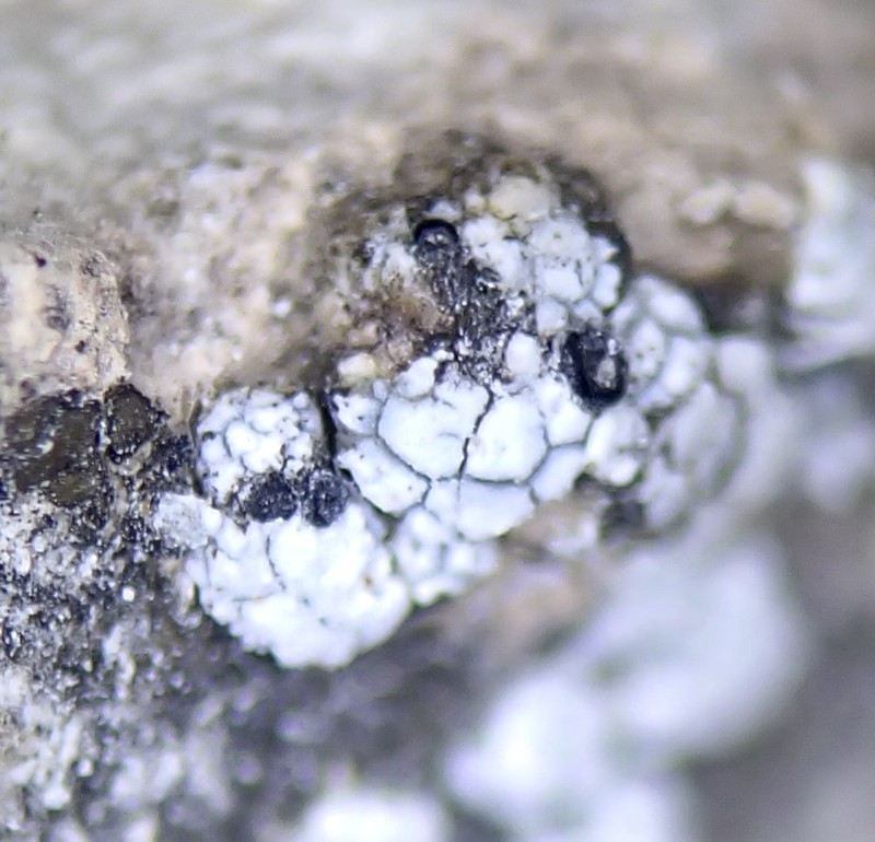 Toninia lutosa