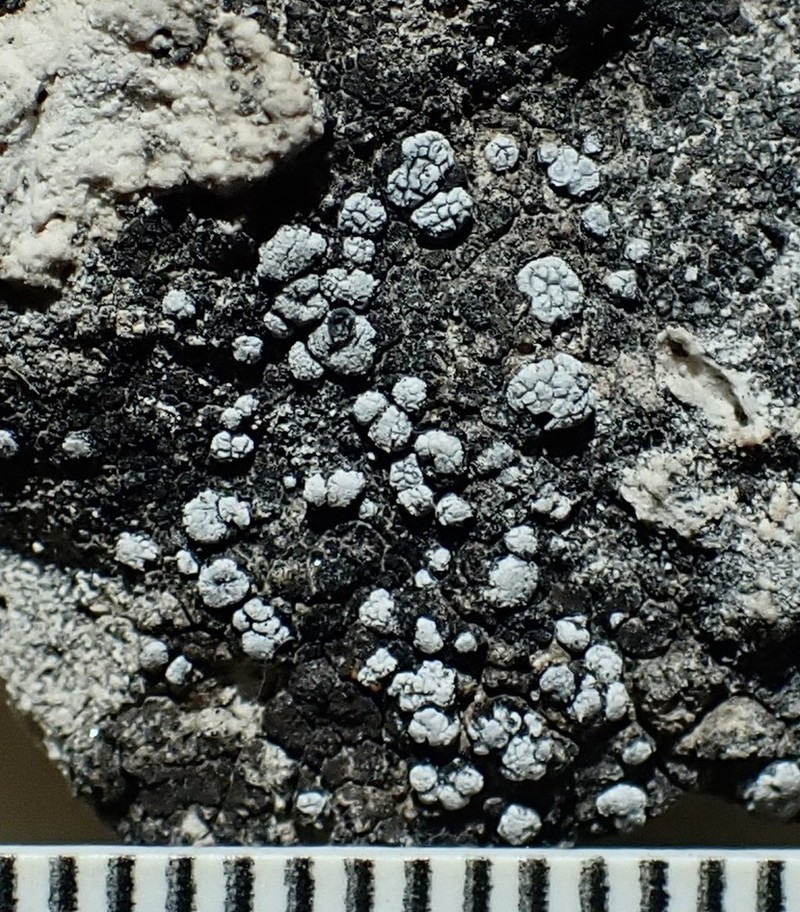 Toninia lutosa photo 2