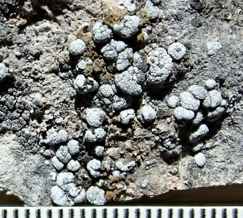 Toninia lutosa photo 3