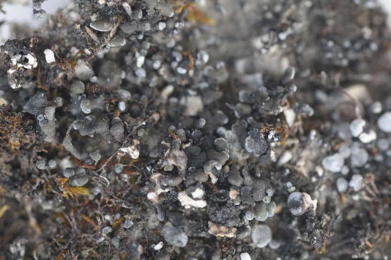 Toninia opuntioides