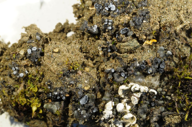 Toninia opuntioides photo 2