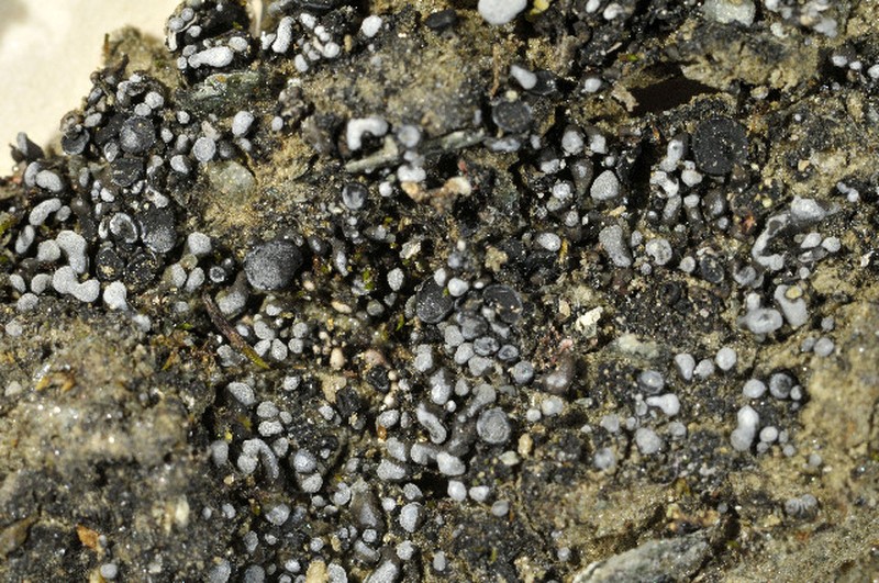 Toninia opuntioides photo 3