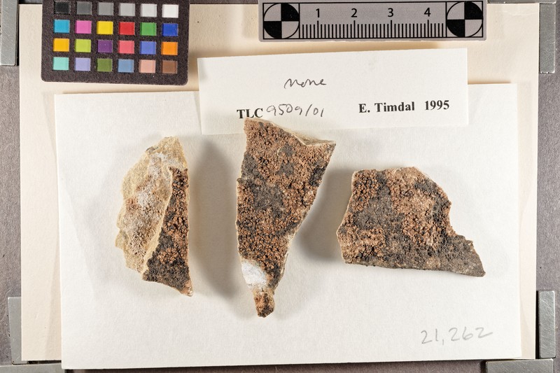 Toninia philippea photo 2