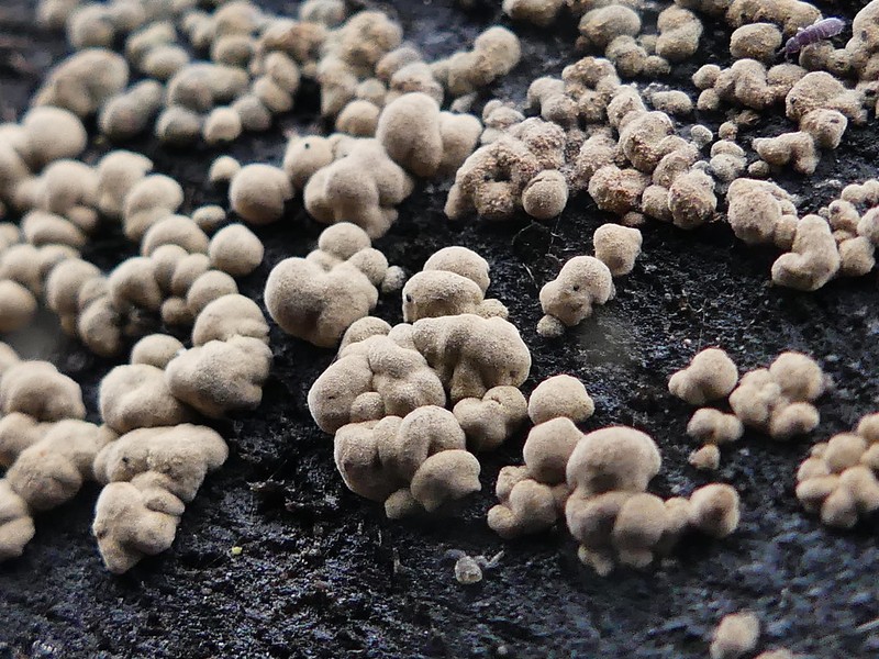 Toninia physaroides