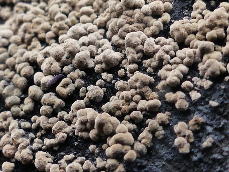 Toninia physaroides photo 2