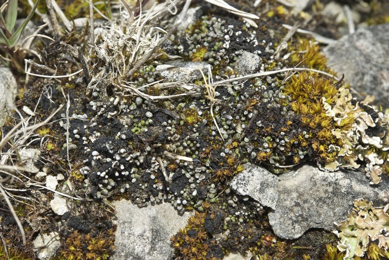Toninia physaroides photo 4