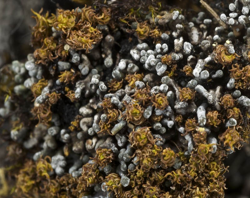 Toninia physaroides photo 5