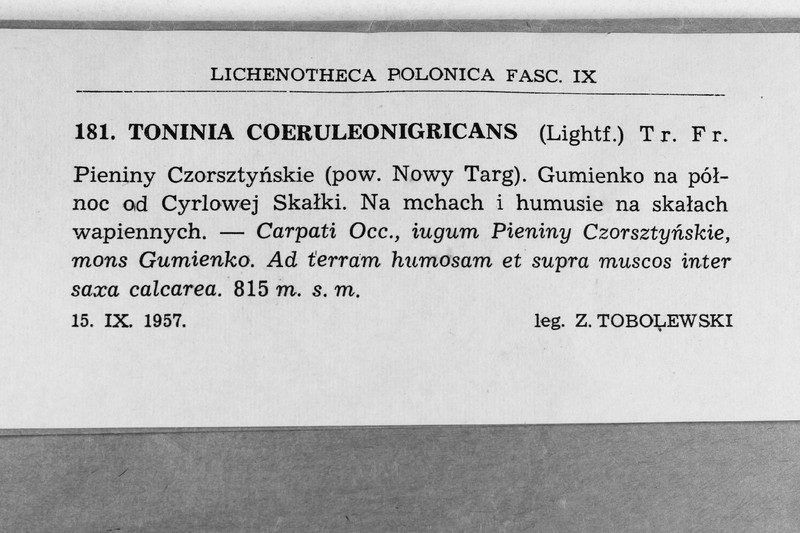 Toninia sculpturata photo 3
